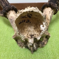お頭付き鹿の角の画像