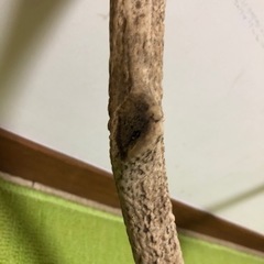 お頭付き鹿の角の画像