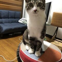 動物好きの方大募集！！保護猫・保護犬と暮らすグループホームの世話...