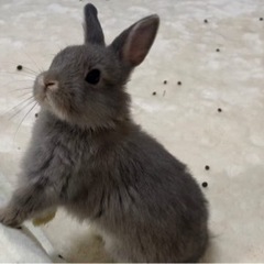 2021.12.19生まれ🐰子うさぎ里親さん決定致しました