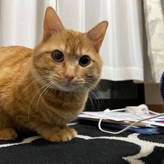 茶トラ オス猫 かぎしっぽ