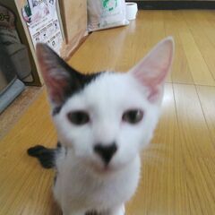 活発な白黒猫ちゃん