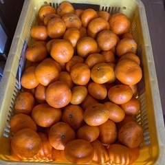 みかん🍊　蒲郡産　5㎏　（約40〜50個）