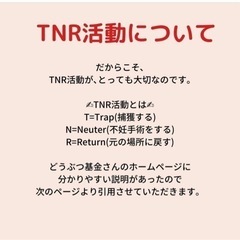 保護猫のミルクボランティア様募集しています。
