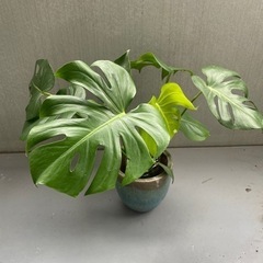モンステラ 株分け #12の画像