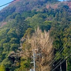 胴丸わけてください。