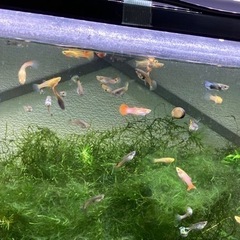 ＊ミックスグッピー ＊ ②の画像