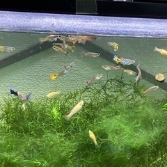 ＊ミックスグッピー ＊ ②の画像