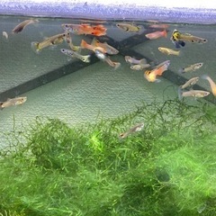 ＊ミックスグッピー ＊ ②の画像