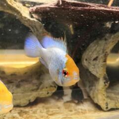 ブルーダイヤモンド・コバルトブルー・ラミレジィ300円熱帯魚の画像