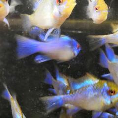 ブルーダイヤモンド・コバルトブルー・ラミレジィ300円熱帯魚の画像