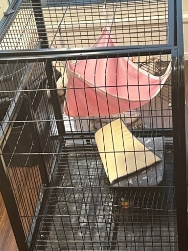 猫の物