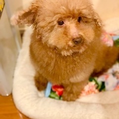里親さん決まりました。