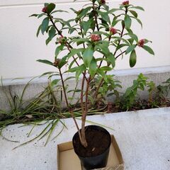 【直接】ジンチョウゲ 沈丁花