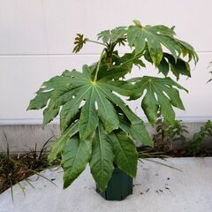 【直接】ヤツデ 八手  