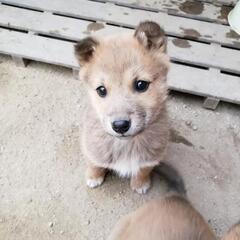 竹藪レスキュー　ちびわんこ②