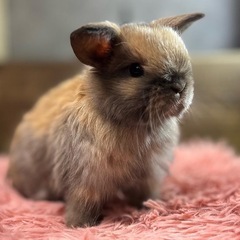 うさぎ★純血種ホーランドロップ販売開始します✨
