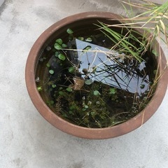 睡蓮鉢　もらって下さい