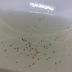ランキングキーワードに紐づく投稿画像-メダカ