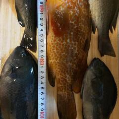 小浜敦賀などで気軽な陸からのエサ釣り仲間