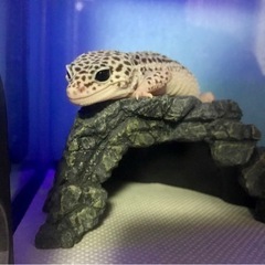 ヒョウモントカゲモドキ 