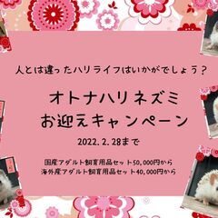 オトナハリネズミお迎えキャンペーン