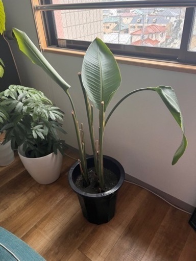 観葉植物　オーガスタ　110センチ