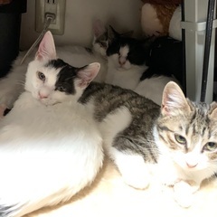 生後3〜4ヶ月程度の子猫5匹の里親さん募集してます