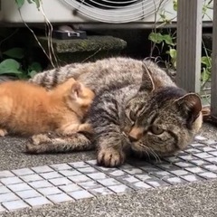 探し猫