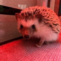 お友達募集(ハリネズミ飼ってる人)