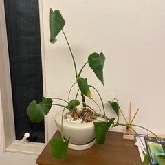 観葉植物手入れ　植え替えしたい！教えてください！