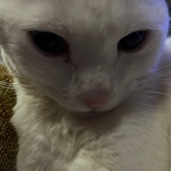 猫好きな人