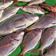 (　^ω^)釣り友達募集🐟