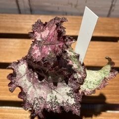 レックスベゴニア♡アヤカエデ