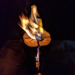 スウェーデントーチの画像