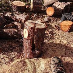 スウェーデントーチの画像