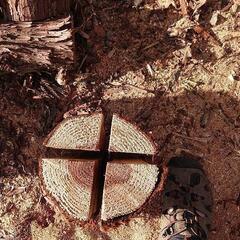 スウェーデントーチの画像