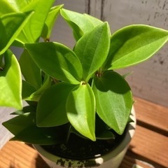 ペペロミア♡バリエーションの画像