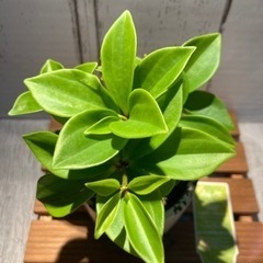 ペペロミア♡バリエーション