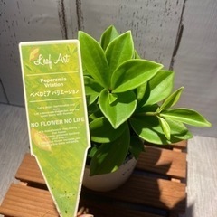 ペペロミア♡バリエーションの画像