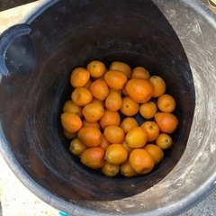 [連休限定]無農薬　きんかん　自家栽培の画像