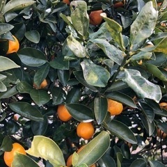 [連休限定]無農薬　きんかん　自家栽培の画像