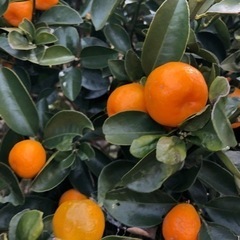 [連休限定]無農薬　きんかん　自家栽培