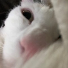 猫好きの方