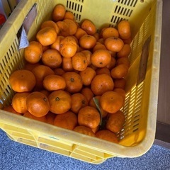 みかん🍊　蒲郡産　5㎏　