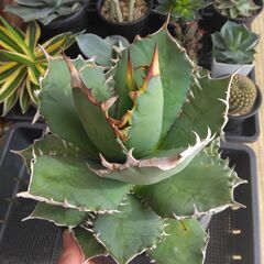 アガベ・チタノタ・ナンバーワン