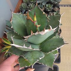 アガベ・チタノタ・ナンバーワン