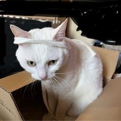 猫好きか猫そのものな方