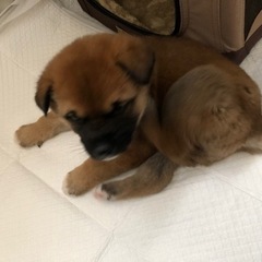 2ヶ月弱の仔犬を保護しました！どうかお願いします！