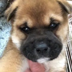 生後2ヶ月弱の男の子です！お願いします！